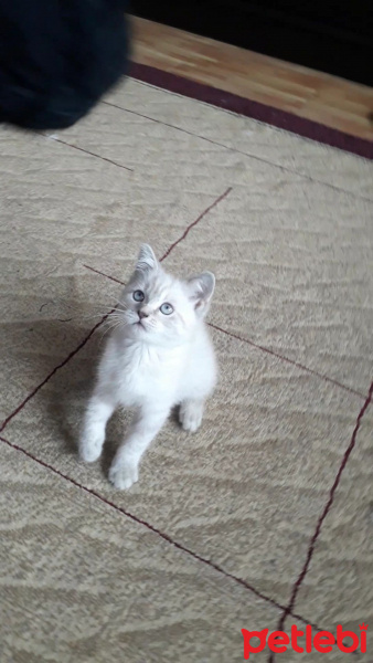 British Shorthair, Kedi  Alice fotoğrafı