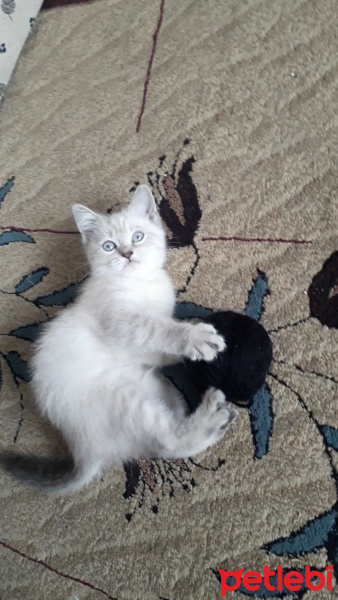 British Shorthair, Kedi  Alice fotoğrafı