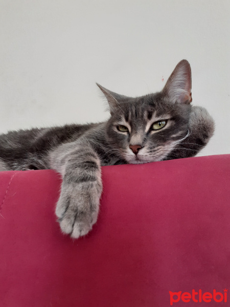 Tekir Kedi, Kedi  Melek fotoğrafı