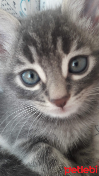 Tekir Kedi, Kedi  Melek fotoğrafı