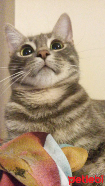 Tekir Kedi, Kedi  Melek fotoğrafı