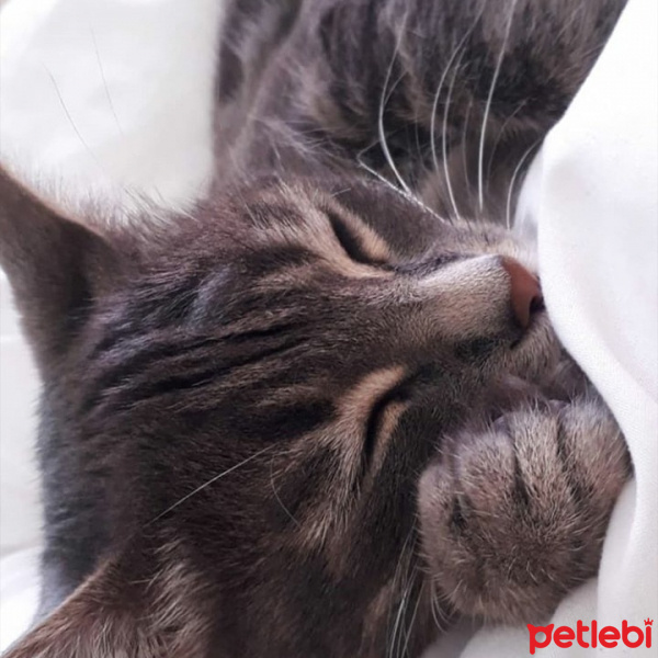 Tekir Kedi, Kedi  Melek fotoğrafı