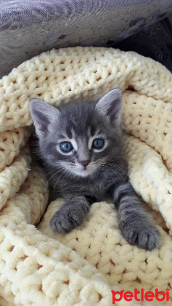 Tekir Kedi, Kedi  Melek fotoğrafı