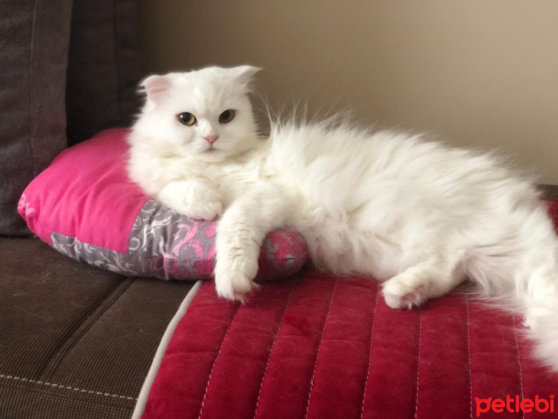 Scottish Fold, Kedi  miya fotoğrafı