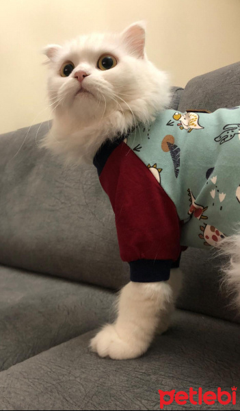 Scottish Fold, Kedi  miya fotoğrafı