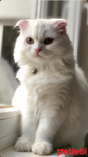 Scottish Fold, Kedi  miya fotoğrafı