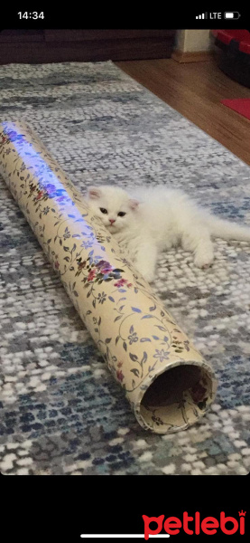 Scottish Fold, Kedi  miya fotoğrafı