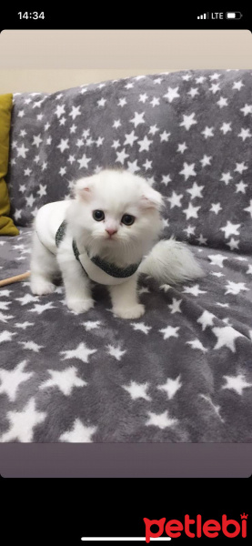 Scottish Fold, Kedi  miya fotoğrafı