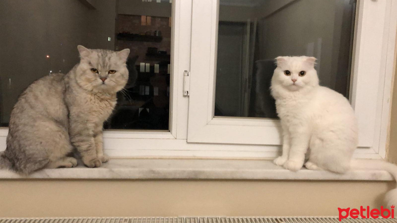 Scottish Fold, Kedi  miya fotoğrafı