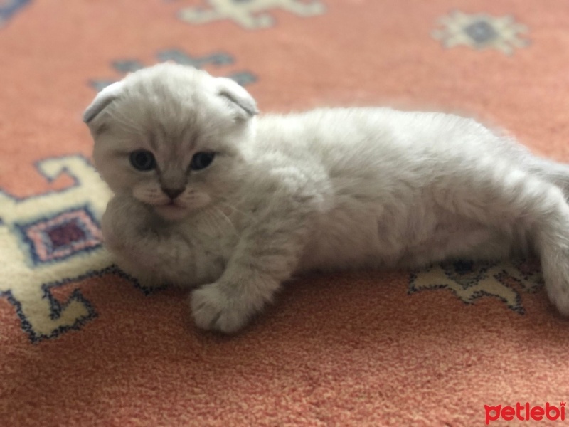 Scottish Fold, Kedi  miya fotoğrafı