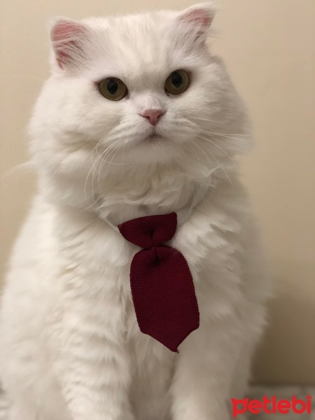 Scottish Fold, Kedi  miya fotoğrafı