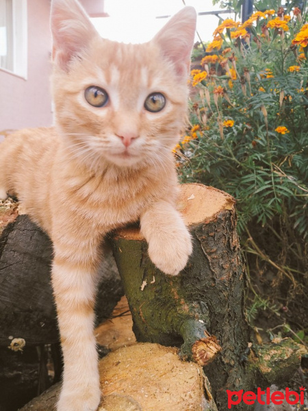 Tekir Kedi, Kedi  Tarçın fotoğrafı
