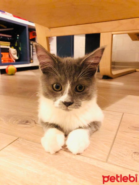 Tekir Kedi, Kedi  Mars fotoğrafı