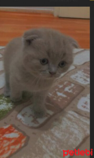 Scottish Fold, Kedi  Çiko fotoğrafı