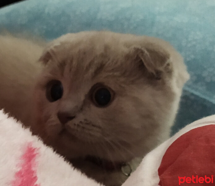 Scottish Fold, Kedi  Çiko fotoğrafı