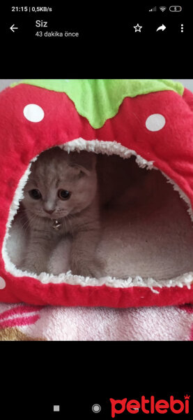 Scottish Fold, Kedi  Çiko fotoğrafı