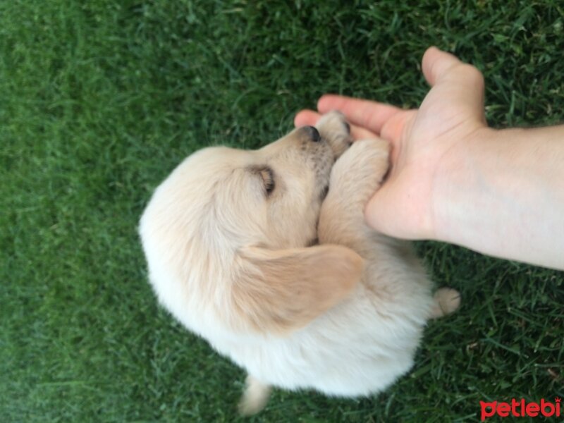 Golden Retriever, Köpek  salata fotoğrafı