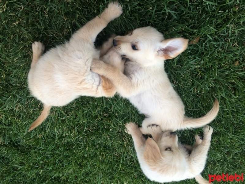 Golden Retriever, Köpek  salata fotoğrafı