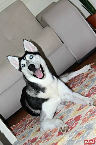 Sibirya Kurdu (Husky), Köpek  Nazlı fotoğrafı