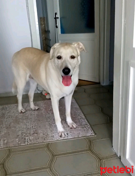 Labrador Retriever, Köpek  Zara fotoğrafı