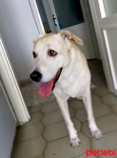 Labrador Retriever, Köpek  Zara fotoğrafı