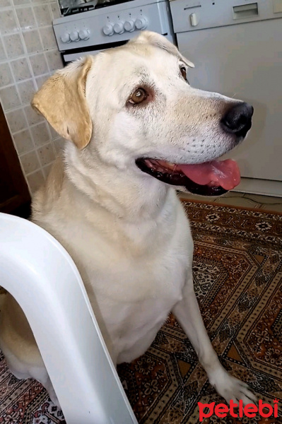 Labrador Retriever, Köpek  Zara fotoğrafı