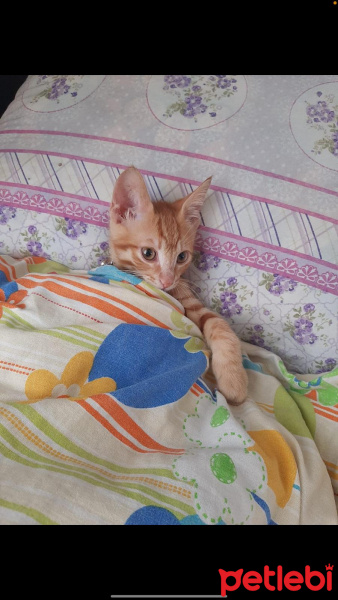 Tekir Kedi, Kedi  Yulaf fotoğrafı