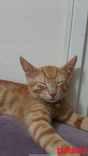 Tekir Kedi, Kedi  Yulaf fotoğrafı