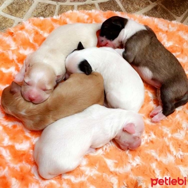 Maltese, Köpek  Terrier Yavruları fotoğrafı