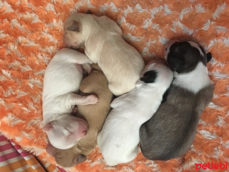Maltese, Köpek  Terrier Yavruları fotoğrafı