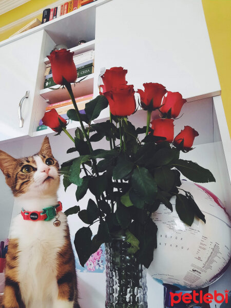 Tekir Kedi, Kedi  Venüs fotoğrafı