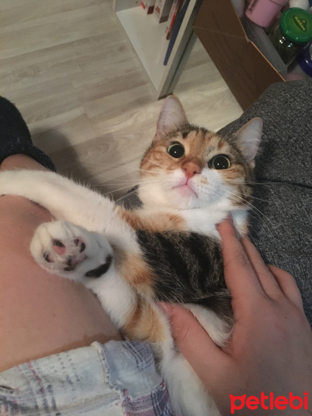 Tekir Kedi, Kedi  Çorap fotoğrafı