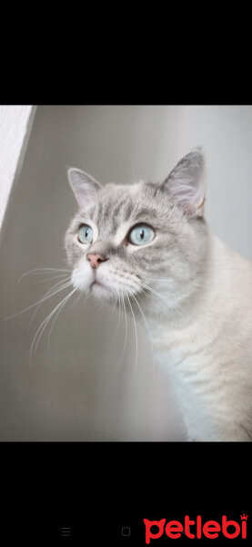 Scottish Fold, Kedi  Ponçik fotoğrafı