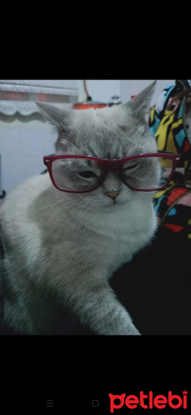 Scottish Fold, Kedi  Ponçik fotoğrafı