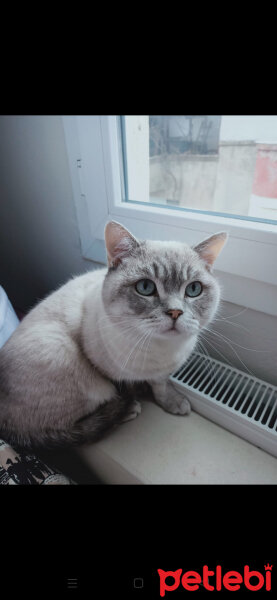 Scottish Fold, Kedi  Ponçik fotoğrafı