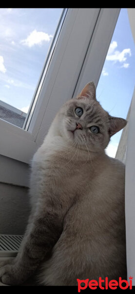 Scottish Fold, Kedi  Ponçik fotoğrafı