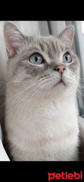 Scottish Fold, Kedi  Ponçik fotoğrafı