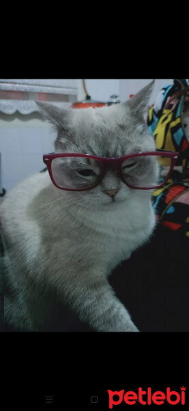 Scottish Fold, Kedi  Ponçik fotoğrafı