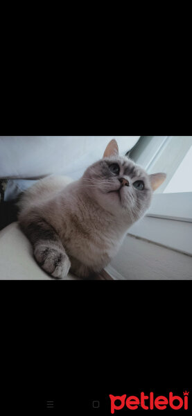 Scottish Fold, Kedi  Ponçik fotoğrafı