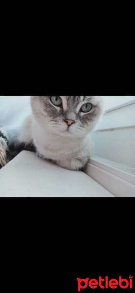 Scottish Fold, Kedi  Ponçik fotoğrafı