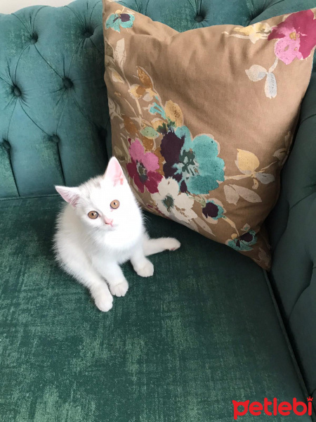 British Shorthair, Kedi  Bıdık fotoğrafı