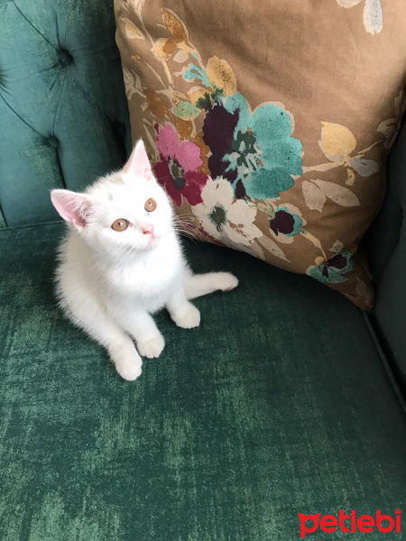 British Shorthair, Kedi  Bıdık fotoğrafı