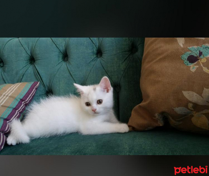 British Shorthair, Kedi  Bıdık fotoğrafı