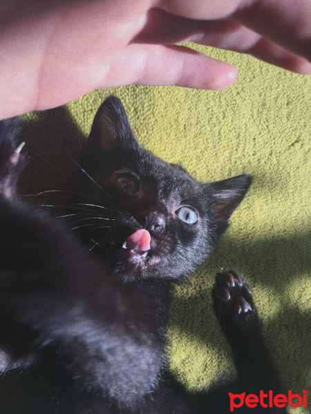 Bombay, Kedi  dominik fotoğrafı