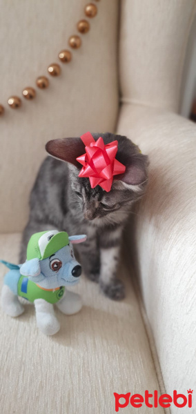 Tekir Kedi, Kedi  Patili fotoğrafı