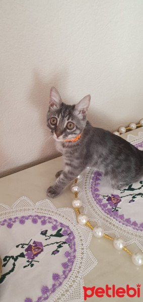 Tekir Kedi, Kedi  Patili fotoğrafı