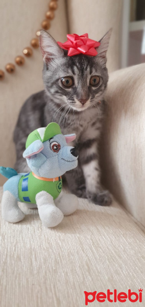 Tekir Kedi, Kedi  Patili fotoğrafı