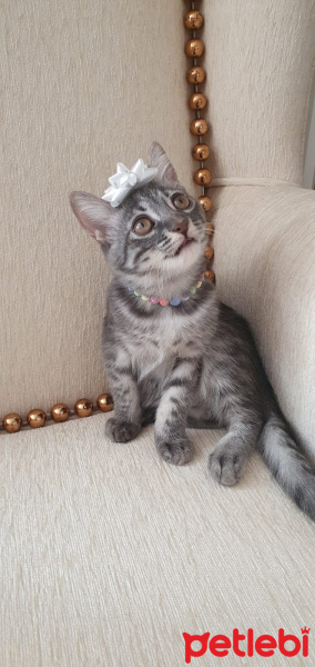 Tekir Kedi, Kedi  Patili fotoğrafı
