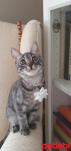 Tekir Kedi, Kedi  Patili fotoğrafı