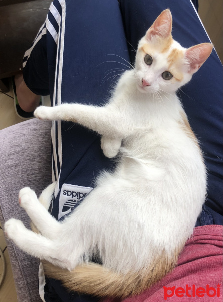 Tekir Kedi, Kedi  Bal fotoğrafı